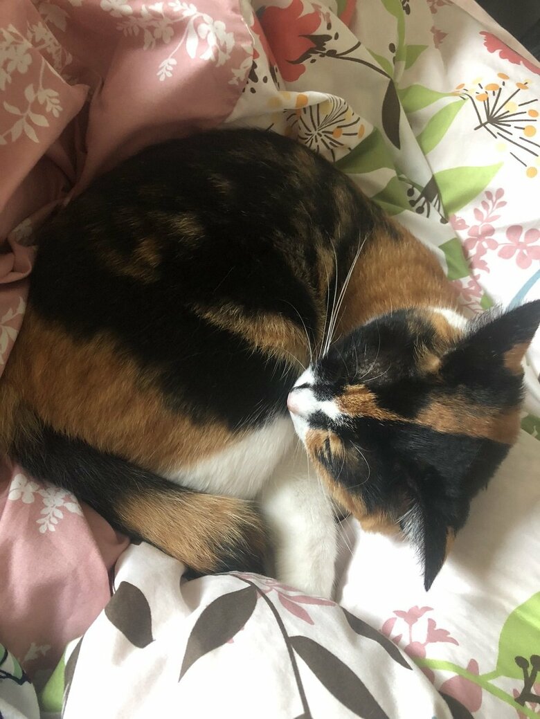 丸くなるナナちゃん