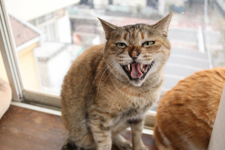 譲渡会に参加したシャー猫（提供：保護猫カフェねこかつ）