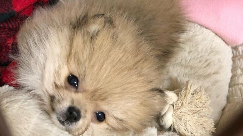 笑っているような表情を見せることも