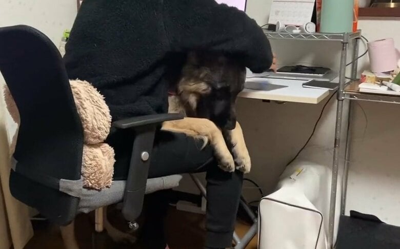提供：Tobi and Bobiシェパード兄弟犬さん