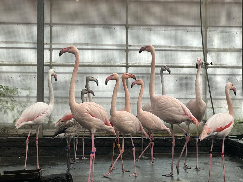 提供：富士花鳥園