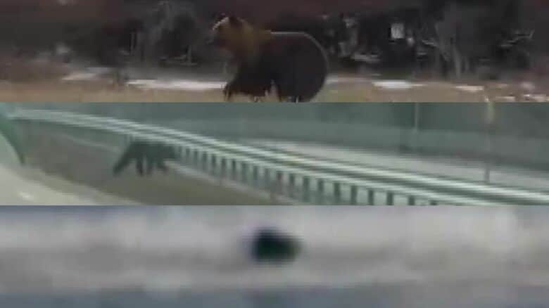 道内で目撃されたクマたち