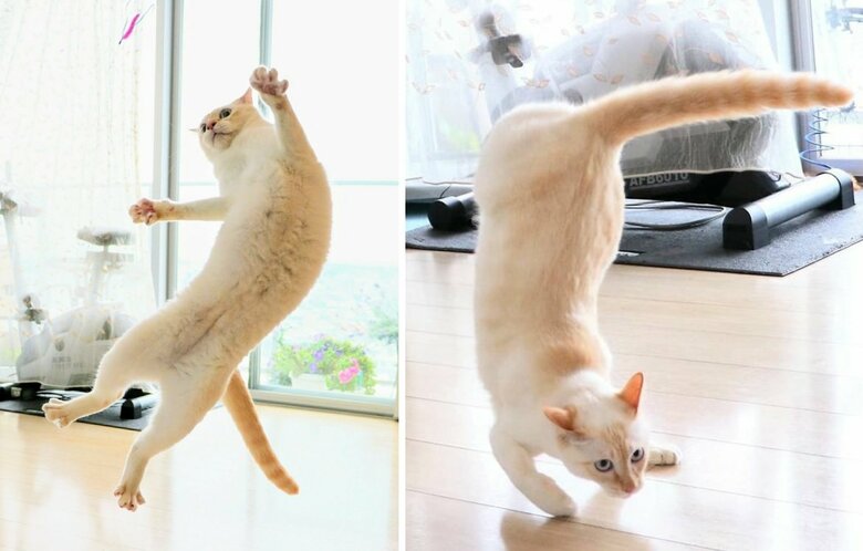 “忍者猫”チャコくんのポーズはこの他にも…