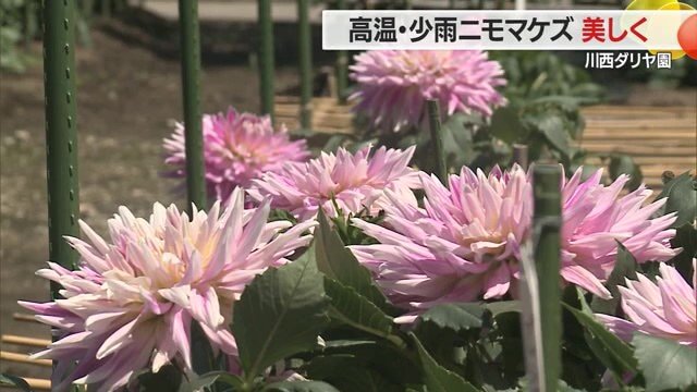 白・ピンク・赤・オレンジ・黄色・紫…園内には色とりどりのダリアが咲く