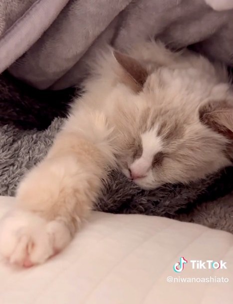 飼い主さんの腕枕で寝るメイプルくん