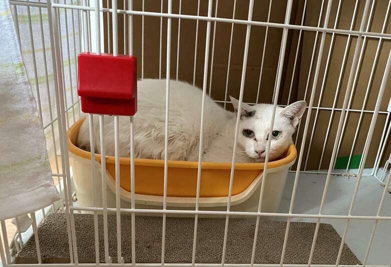 捕獲されてすぐは恐怖ととまどいから、ケージ内にある猫トイレにうずくまっていた。（『歌舞伎町の野良猫「たにゃ」と僕』より）