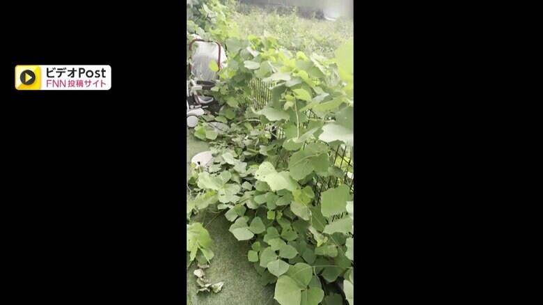 空き地から大量の草が侵食している様子