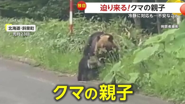 草むらから出てきたクマの親子（6月23日、北海道・斜里町の道路）