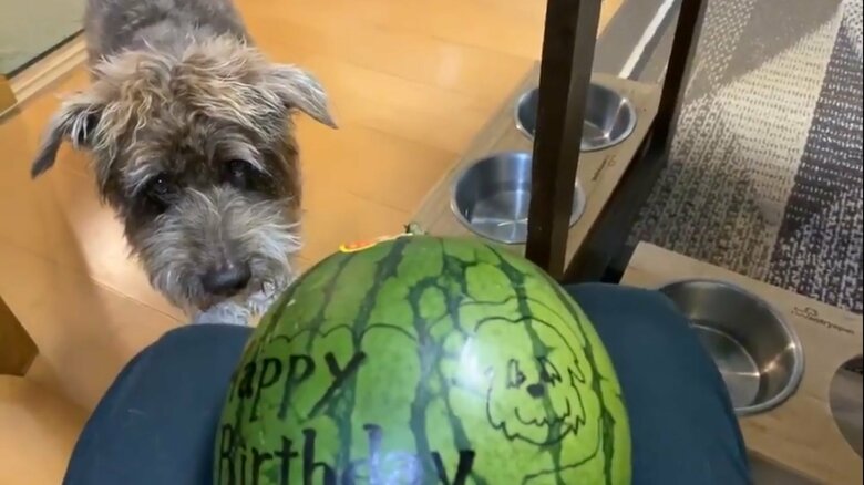 兄犬くんは病気と闘いつつ、7月には誕生日を迎えた 