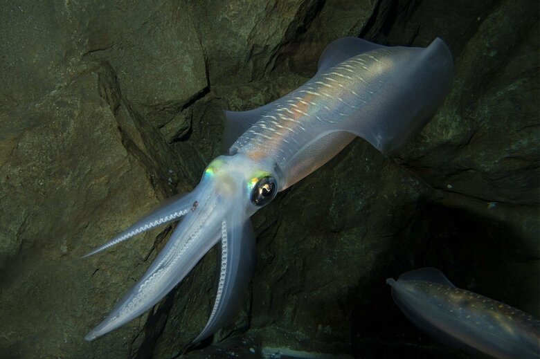 （提供：マリンピア日本海）