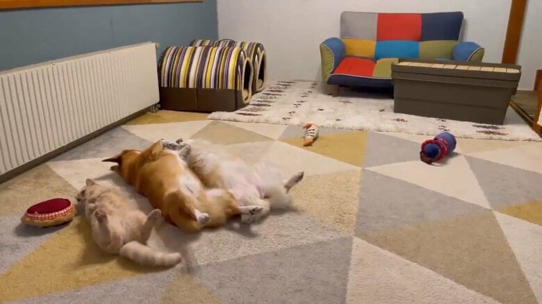 同じ格好で寝ている姿がカワイイ