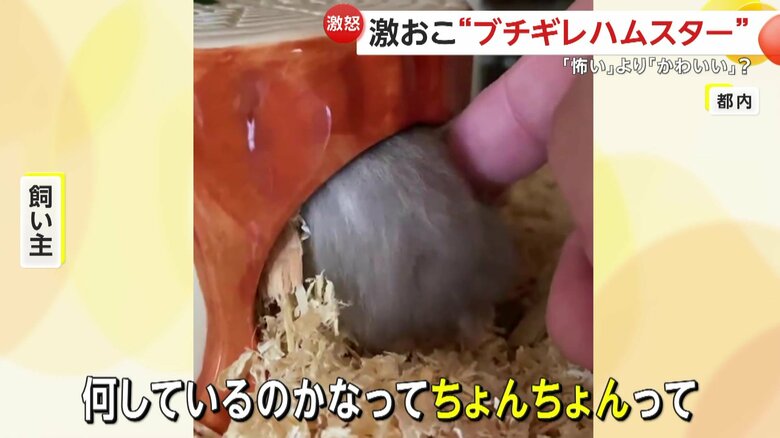 怒りスイッチはお尻にあったパニャちゃん