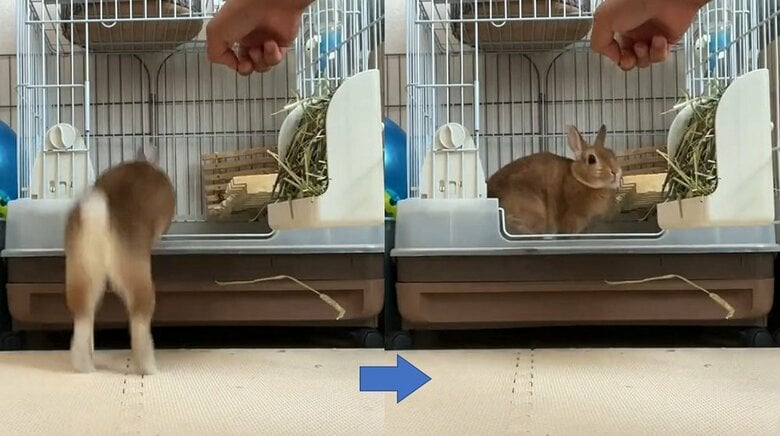 ハウスに入ってくれる