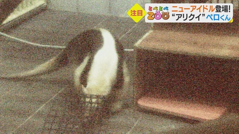 前の動物園で使っていたおもちゃも