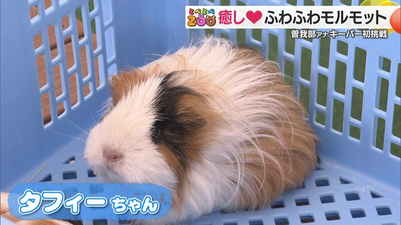 モルモットのタフィーちゃん