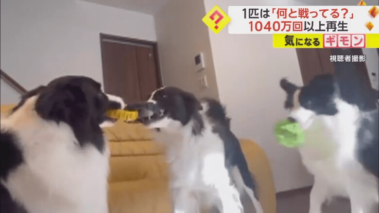 リングを取り合う2匹が動くと、同時に頭を振るワンちゃん⑦