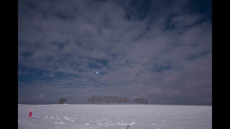 月夜に照らされたシラカバ並木　提供：Nao Akimoto