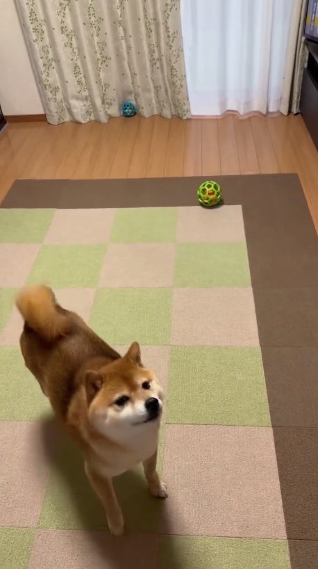 大きいボールの時は避ける（提供：Nerushibaさん）