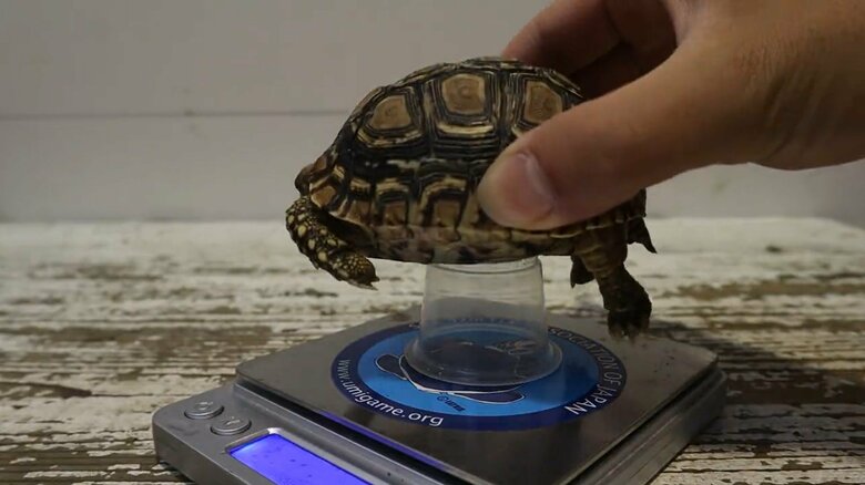 計量器にカップを置き、子ガメを乗せて…