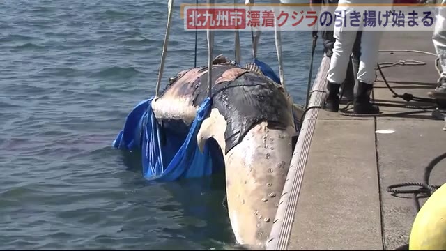 北九州市の海岸に漂着のクジラ 引き揚げ始まる 調査・解体し骨は展示へ