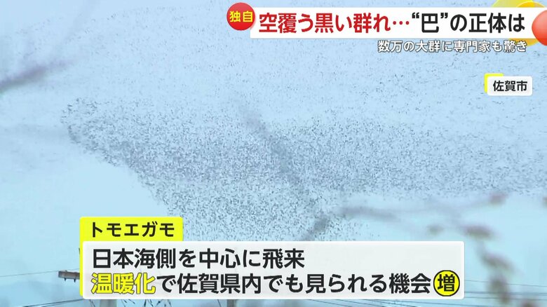 日本海側の地域を中心に飛来する冬の渡り鳥