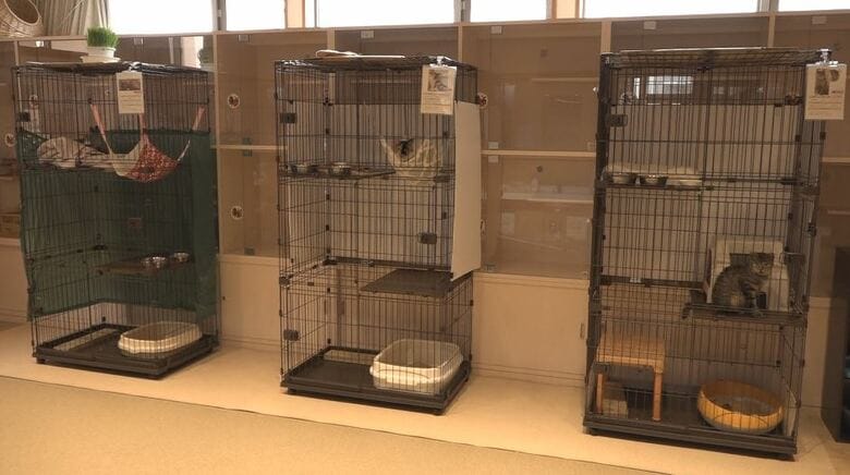 動物愛護センターの猫舎（長野市）