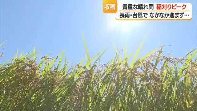 晴れ間ねらって県内各地で稲刈り進む 山形・鶴岡市