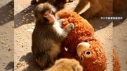 「けなげでかわいい」ぬいぐるみが“母”の子ザル「パンチくん」市川市動植物園で大人気…気温上昇で行楽地に賑わい　ドカ雪溶けて雨漏り地域も