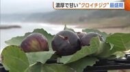 希少性高い“クロイチジク”　新潟・佐渡市で収穫最盛期！とろけるようなやわらかさ＆濃厚な甘さが特長