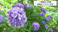 「雨が降った後がきれい」アジサイの名所・福井市の足羽山で1万1000株が見頃　19日は晴れて福井で31度予想　20日からは雨や曇り、梅雨入り間近か