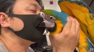 マスクかみかみ、ハグされうっとり…インコの甘えっぷりがかわいい! パパ大好きの愛情表現が人間のよう