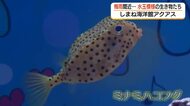 “水玉”で梅雨感じて…しまね海洋館アクアスで期間限定「梅雨水槽」展示　水玉模様の生き物が集合