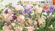 寒さ増す中…旬の花“ストック”で部屋に彩りを！長く楽しむコツは…温度とこまめな手入れ 新潟