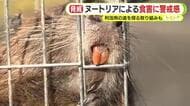 大型のネズミ”ヌートリア”を食べる!?　生息域拡大で食害に警戒感　農業被害は全国で年間 約5000万円　利活用の道を探る取り組みも
