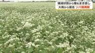 壊滅的な大雨被害から“復活”遂げたソバ畑　9月にまき直した種から一面に白い花　11月には収穫　福井市