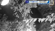 「冬眠前は行動範囲が広がる」カメラが捉えた「住宅裏の柿の木にクマ」　箱わなで捕獲のクマは殺処分　広島