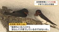 警察署の壁にツバメの巣が３つも　微笑ましい姿を柔道猛者の警察署員らが温かく見守る〈宮城・亘理町〉