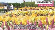 60品種10万本のユリが咲き誇る　赤や黄色、白の花が園内を鮮やかに彩る　開花は例年より1週間早め　6月下旬まで見ごろ　兵庫・丹波篠山市