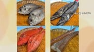「クロシビカマス」「アカヤガラ」？“珍しい魚”活用広がる…すし店や給食でも提供　処理の手間や知名度の低さで市場に出回らず