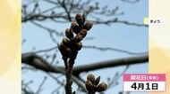 福井は3月29日予想…待ち遠しいサクラの開花　今週末から気温は高めに推移　4月上旬も暖かく“お花見日和”に期待