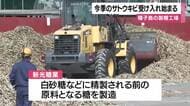 白砂糖などの原料に　種子島の製糖工場でサトウキビの受け入れ始まる・鹿児島