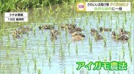 かわいいお助け隊!アイガモのヒナデビュー 米の無農薬栽培に一役 【島根・松江】