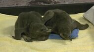 フンボルトペンギンの赤ちゃん すくすく育つ 米・シカゴ