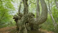 幹回り3メートルの巨木が点在　つくばねの森で出会うブナの原生林　富山・南砺市