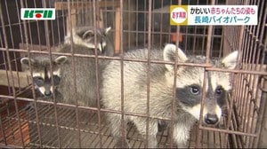 長崎バイオパーク23日再開園、ベビーラッシュも楽しめる