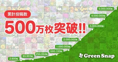 「GreenSnap」累計枚数500万枚突破および投稿データのマーケティング活用に関するお知らせ