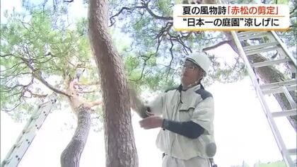 「22年連続日本一」足立美術館の庭園で夏恒例「赤松の剪定」始まる「美」を支える職人技（島根・安来市）