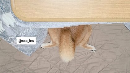 「冬がきたなー」お尻丸見えで早速こたつを満喫する柴犬がかわいい…仲良し父とも一緒に温まっている？飼い主に聞いた