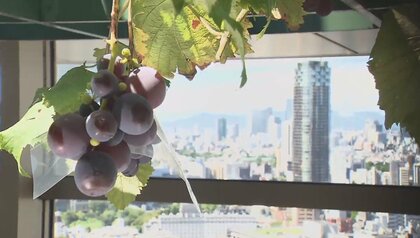 地上104メートルの”癒やし”　一足早い「ぶどう狩り」