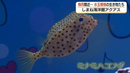 “水玉”で梅雨感じて…しまね海洋館アクアスで期間限定「梅雨水槽」展示　水玉模様の生き物が集合